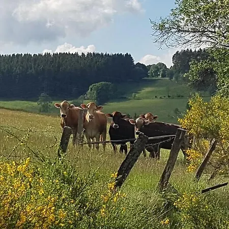 Redhead Winterberg